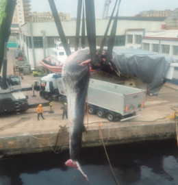 Morta la balenottera napoletana