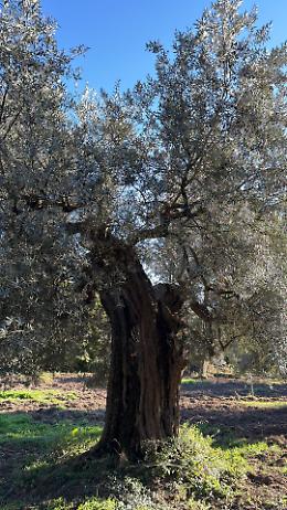 Sol Expo 2026, la tre giorni dedicata all'eccellenza dell'olio d'oliva