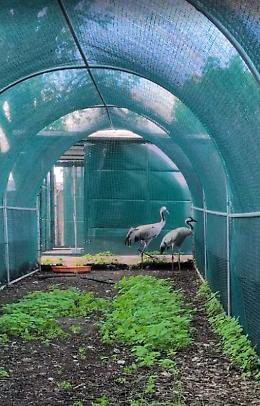 Napoli, tornano a volare due esemplari di Gru cenerina