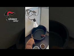 Barboncini toy in canile abusivo nel Napoletano, struttura sequestrata