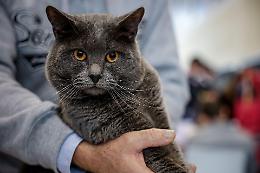 Quattrozampeinfiera 2026, a Napoli la carica di cani e gatti