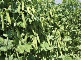 Radici nel piatto, tra street food e tutela della biodiversit&agrave;