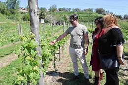 Cantine Federiciane: tradizione, territorio e innovazione celebrano Napoli 