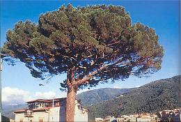 Torre del Greco, domani l'abbattimento dei pini secolari