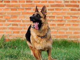 Muore bimba di due anni azzannata dal cane degli zii