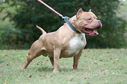 Torre del Greco, maltrattava i pitbull: denunciato