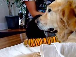 Cane eroe: si butta sotto il bus e salva la padrona