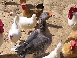 Casoria, oche e galline mettono in fuga i ladri:<br>colpo sventato
