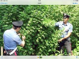 Piantagioni di canna i, maxisequestro sui Monti Lattari