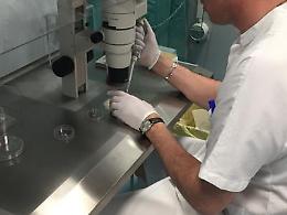 Possibile modificare il Dna dell'embrione umano, via libera in Inghilterra