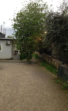 Castellammare, albero cade all'ingresso di Villa Arianna: chiuso il sito