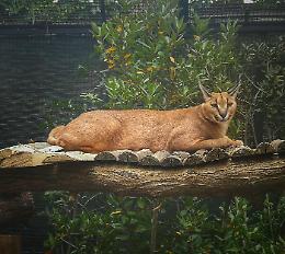Un caracal arriva allo zoo, ecco Achille