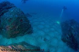 Tra Napoli e Punta Campanella, i nidi di Menole sembrano un antico basolato romano