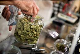 Stop alla vendita della cannabis light, sequestrati tre negozi e un distributore in Campania