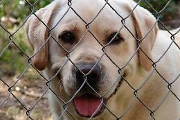 Napoli, al via programma itinerante anagrafe canina