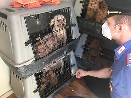 Scoperto allevamento abusivo di cani di razza
