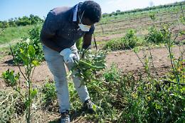 Migranti, oltre 80mila domande di regolarizzazione: Campania prima per il lavoro agricolo