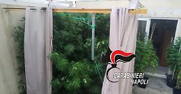 Piantagione di cannabis in giardino, un arresto