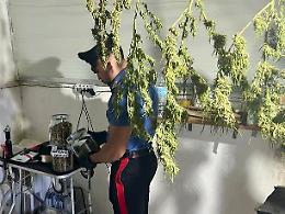 Una serra di cannabis nell’ex canile: coppia in manette