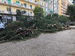Potatura di alberi al Vomero, ma tronchi e alberi restano a terra