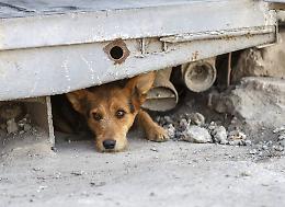 Strage al canile in Ucraina, granata colpisce rifugio: oltre mille cani muoiono bruciati
