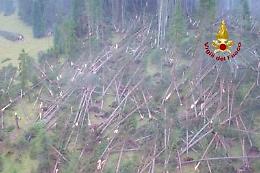 Furia maltempo, abbattuta la foresta dei violini