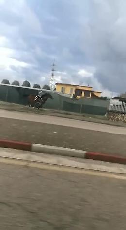 Ponticelli, cavallo in fuga si scontra con un camion e muore VIDEO