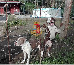 Tre pitbull a difesa della droga, scoperto deposito a Miano FOTO