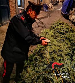 L'albero di Natale della Galleria rubato e ritrovato ai Quartieri Spagnoli
