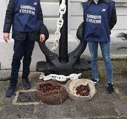 Pesca illecita di datteri di mare, scacco della Guardia costiera