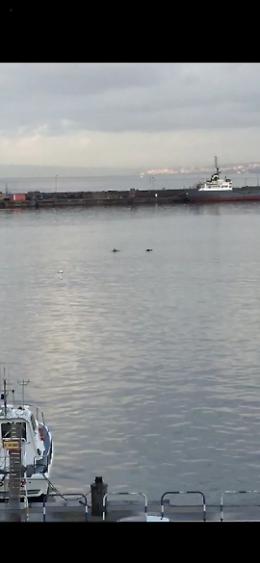 Delfini avvistati nel porto di Castellammare