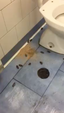 Allarme blatte al Vecchio Pellegrini, video choc