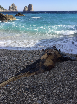 Delfino spiaggiato a Capri, ma è un bizzarro pezzo di legno VIDEO