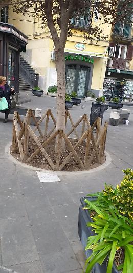 Acido sull'albero intitolato a Enzo Cannavale FOTO