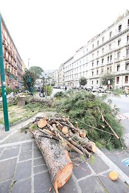 Scempio dei pini in viale Gramsci, dopo il maltempo sono ancora là