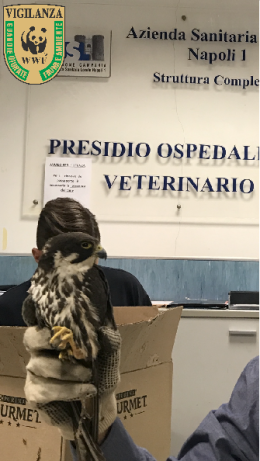 Muore falco colpito dai bracconieri, la denuncia del Wwf