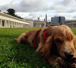 In Mostra d'Oltremare nascerà area 3000 mq dedicata ai cani 