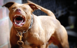 Pitbull azzanna anziano a Santa Chiara, ricoverato in prognosi riservata