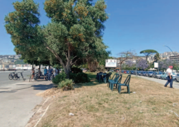 Verde negato, aiuole e alberi nel degrado assoluto