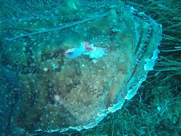 Punta Campanella, incontro ravvicinato con la rana pescatrice VIDEO
