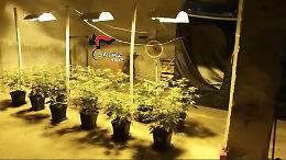 Casoria, serra di marijuana in casa: pusher arrestato