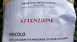 Cani avvelenati nei pressi del cimitero nell'Avellinese