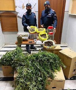 Scoperta serra di marijuana, due arresti