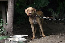 Oipa, sequestrati per maltrattamento e abbandono 4 cani: denunciato proprietario 