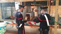 Afragola, beccato incensurato con un arsenale in casa