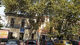 Corso Vittorio Emanuele, «Sos potatura alberi»
