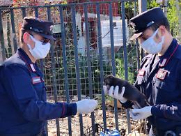 Maltrattamenti, forestali sequestrano 19 cani