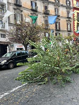 Paura a Santa Lucia: crolla albero a due passi dalla Regione 