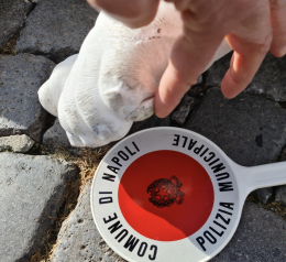 Napoli, restituito all'artista Jago il frammento dell'opera vandalizzata a piazza Plebiscito