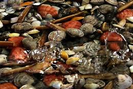 Pozzuoli, sequestrata una tonnellata di frutti di mare